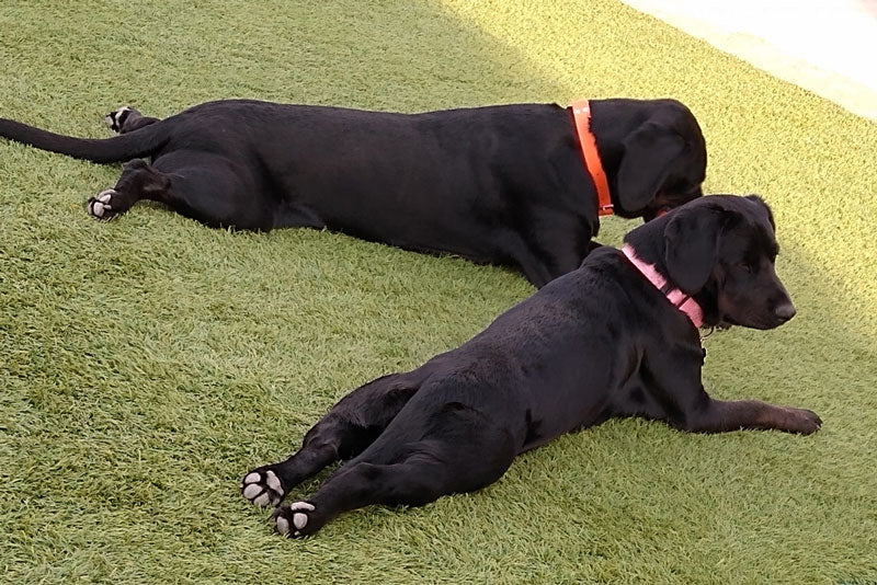 Moose and Shirley puppy yoga